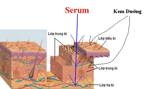 serum tác động