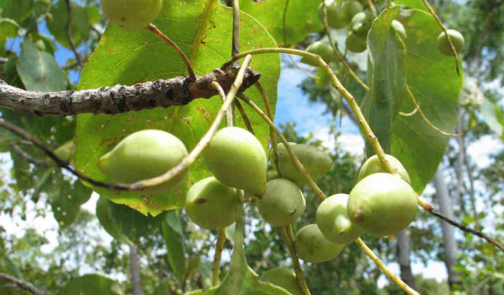 kakadu plum 1170x684