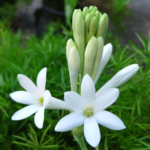Kết quả hình ảnh cho hoa huệ trắng