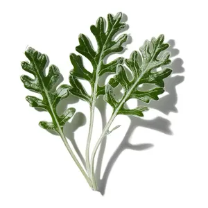 Ngải Cứu (Artemisia)