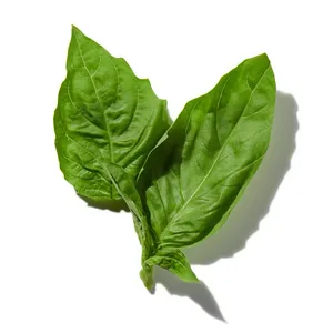 Cây Húng Quế (Basil)