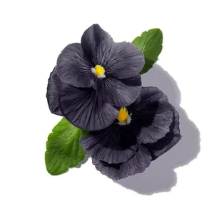 Black Violet (Hoa Violet Đen)