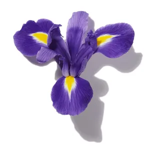 Blue Iris (Hoa Diên Vĩ Xanh)