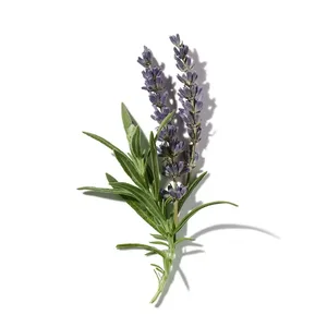 Blue Lavender (Oải Hương Xanh)