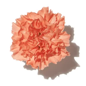 Hoa Cẩm Chướng (Carnation)