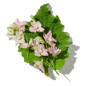 Clary Sage (xô thơm)