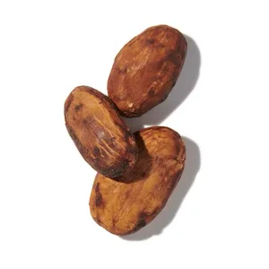 Cacao (Cocoa)