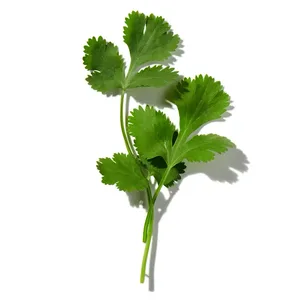 Ngò Thơm (Coriander)