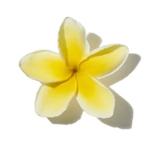 Hoa Sứ (Frangipani)