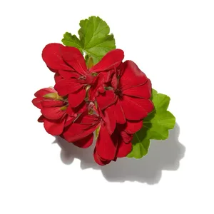 Hoa Phong Lữ (Geranium)