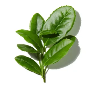 Trà Xanh (Green Tea)