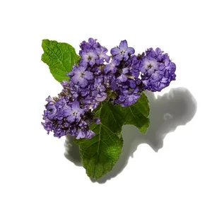 Hoa Vòi Voi (Heliotrope)