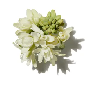 Huệ Trắng Ấn Độ (Indian Tuberose)