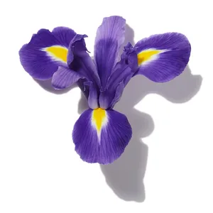 Iris (Hoa Diên Vĩ)