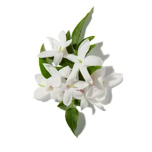 Hoa Nhài Moroccan (Moroccan Jasmine)