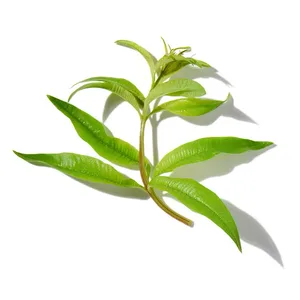 Cỏ Đuôi Ngựa (Lemon Verbena)