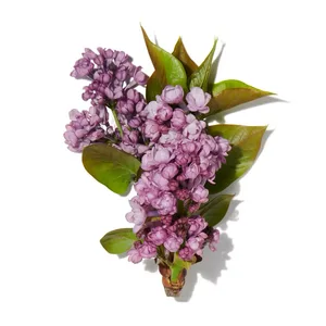 Hoa Tử Đinh Hương (Lilac)