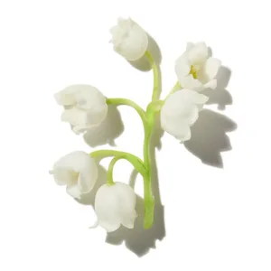 Lily of the valley (Hoa Linh Lan)