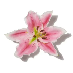 Hoa Huệ Tây (Lily)