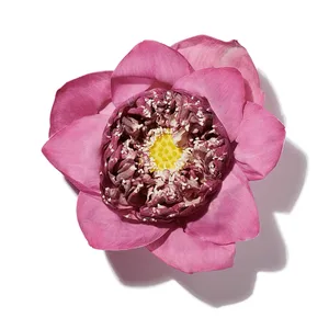 Hoa Sen (Lotus Flower)