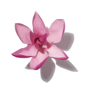 Magnolia (Hoa Mộc Lan)