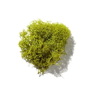 Rêu (Moss)