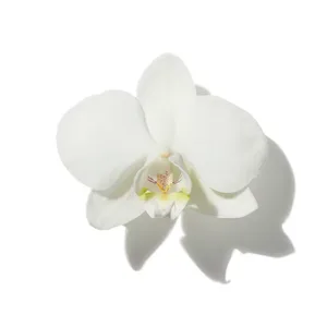 Hoa Phong Lan (Orchid)