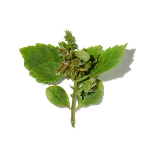 Patchouli (Hoắc Hương)