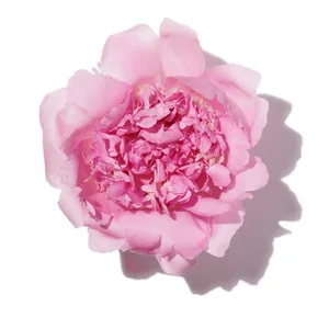 Hoa Mẫu Đơn Hồng (Pink Peony)