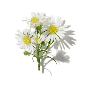 Chamomile (Cúc La Mã)