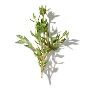 Cỏ Xạ Hương (Thyme)