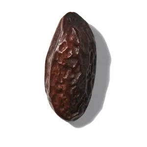 Đậu Tonka (Tonka Bean)