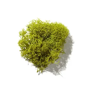 Tree moss (Rêu)