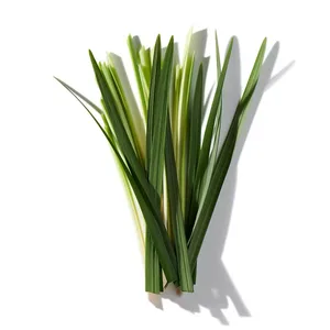 Cỏ Hương Bài (Vetiver)