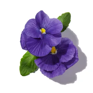 Hoa Tím (Violet)