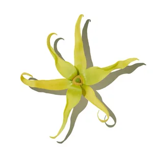 Ylang ylang (Ngọc Lan Tây)